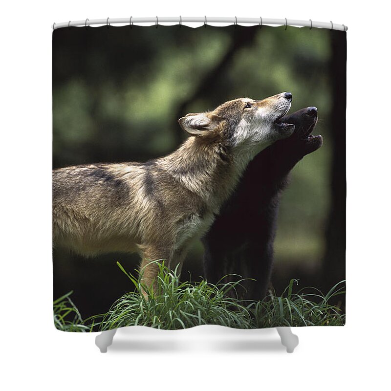 Feb0514 Shower Curtain featuring the photograph Timber Wolf Pups Howling by Gerry Ellis