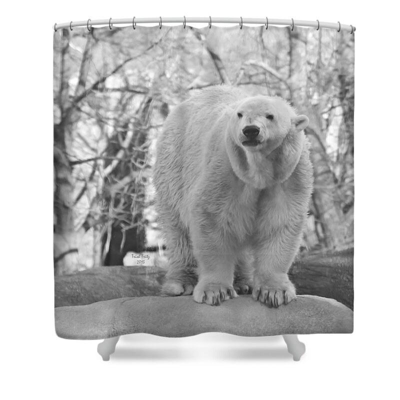 Bear Shower Curtain featuring the mixed media Time For A Dip by Trish Tritz