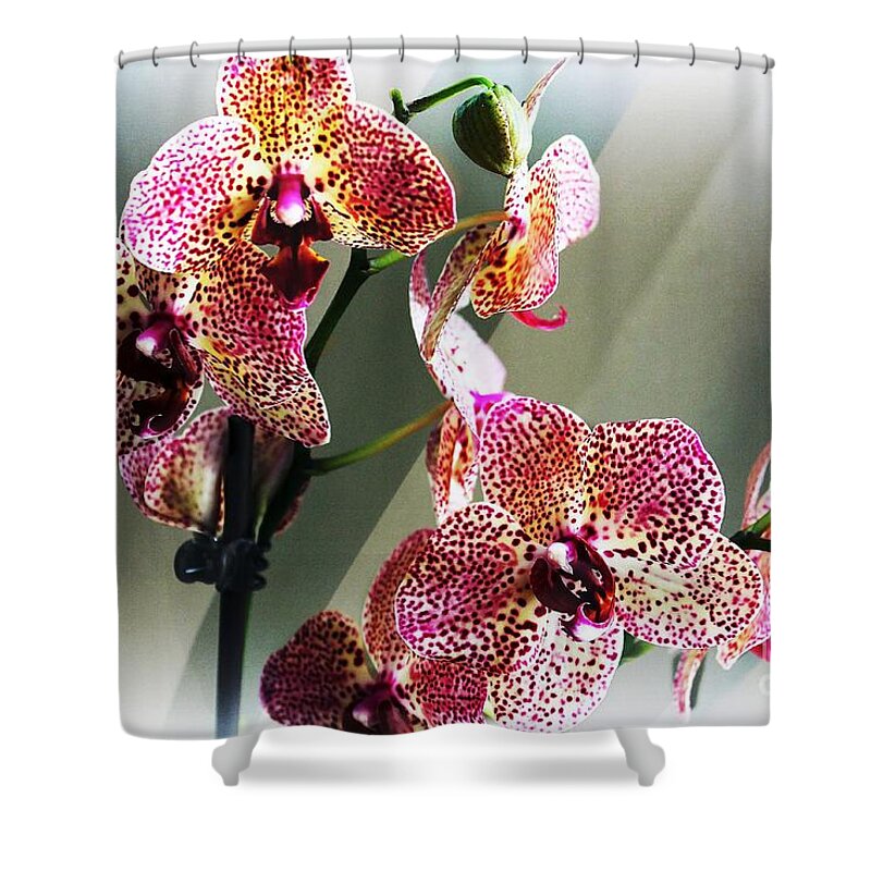 Orchid Shower Curtain featuring the photograph Timeless Orchid by Judy Palkimas