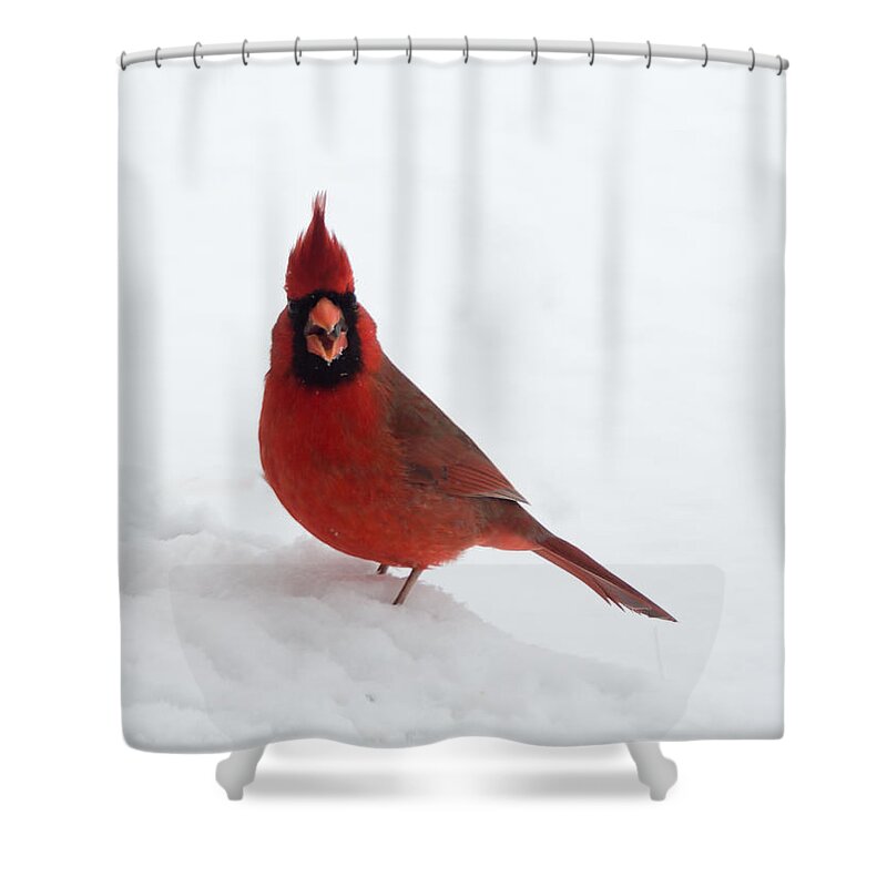 Jan Holden Shower Curtain featuring the photograph Tiny Cardinal in the Snow by Holden The Moment