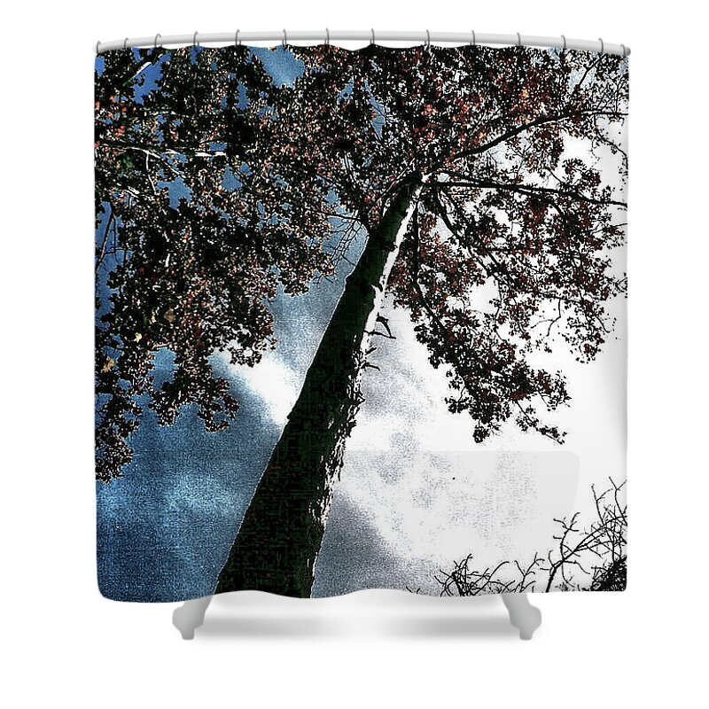 Tree Shower Curtain featuring the photograph Tippy Top Tree II art by Lesa Fine