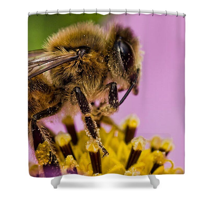 Bee Shower Curtain featuring the photograph To Bee by Don Schwartz