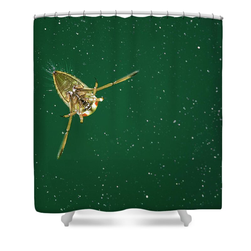Insect Shower Curtain featuring the photograph To Conquer New Worlds by By Mediotuerto