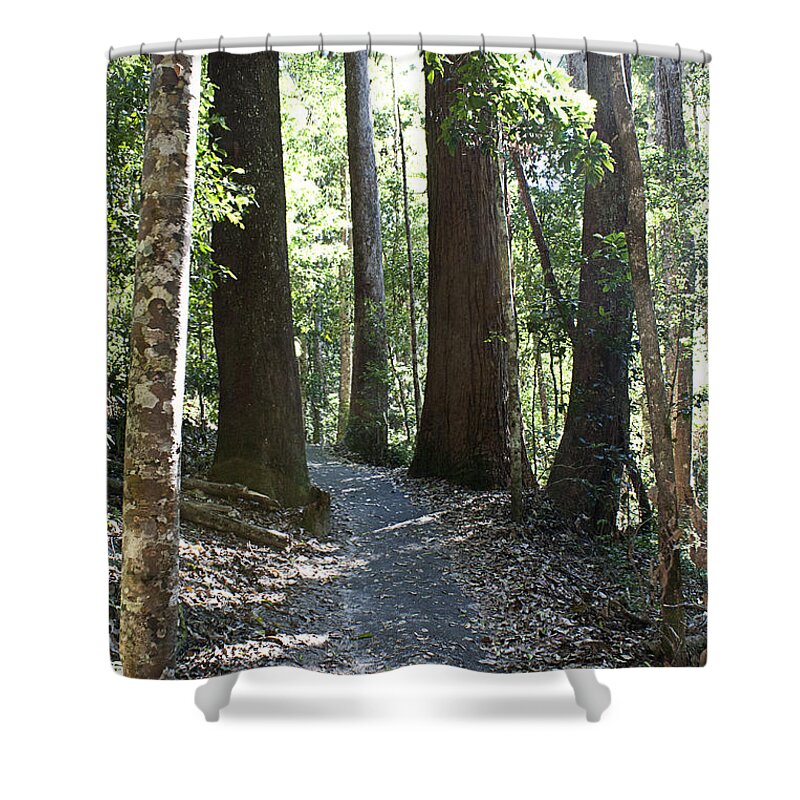 Trees Shower Curtain featuring the photograph To walk among giants by Linda Lees