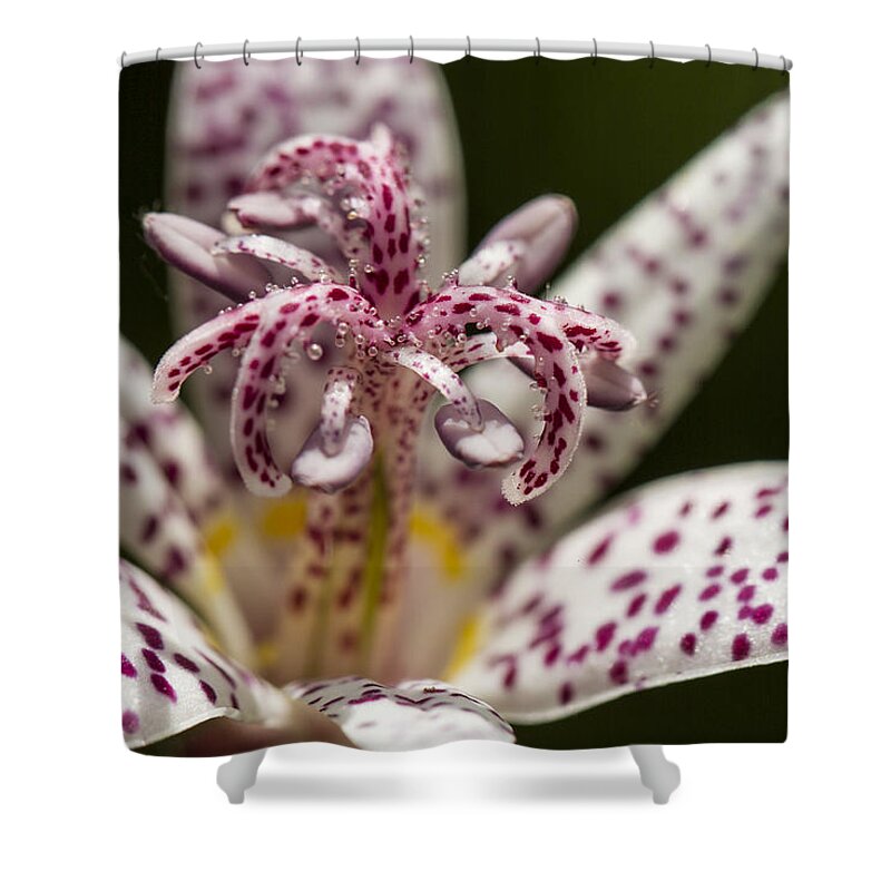 Flower Shower Curtain featuring the photograph Toad Lily in Autumn by Clare Bambers