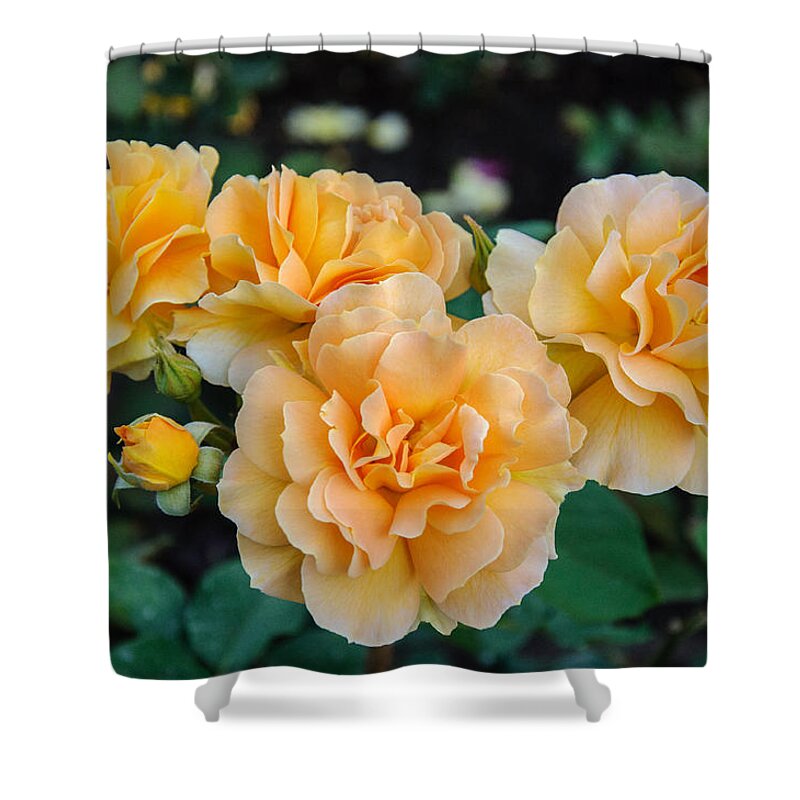 Rose Shower Curtain featuring the photograph Together Always by Roxy Hurtubise