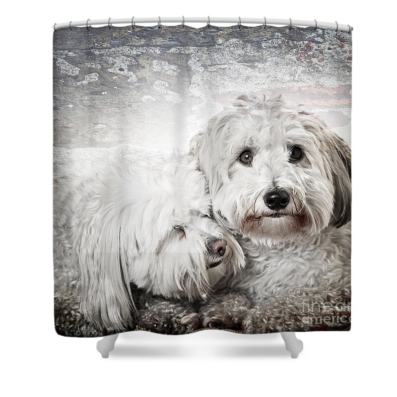 Dogs Shower Curtain featuring the photograph Together by Elena Elisseeva