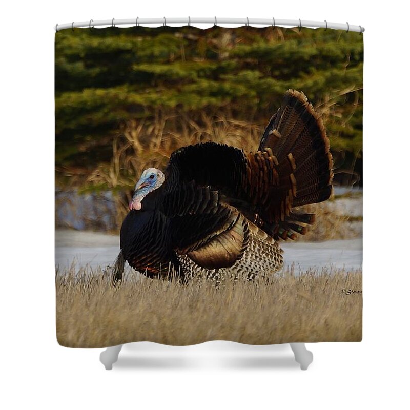 Turkey Shower Curtain featuring the photograph Tom Turkey by Steven Clipperton