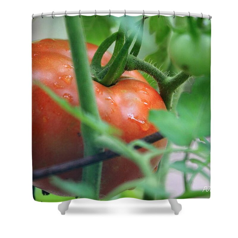 Tomato Tomoto Shower Curtain featuring the photograph Tomato Tomoto by PJQandFriends Photography