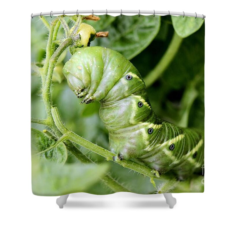 Tomato Shower Curtain featuring the photograph Tomatoe Hornworm by Janice Byer