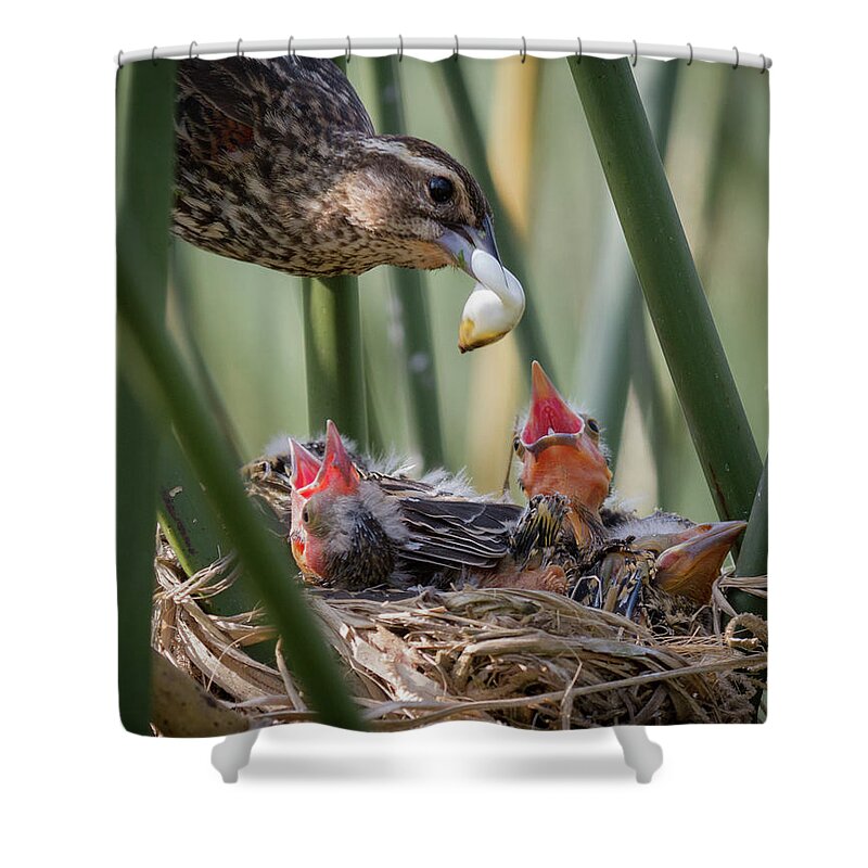 Songbird Shower Curtain featuring the photograph Too Much Information by Gary Seloff