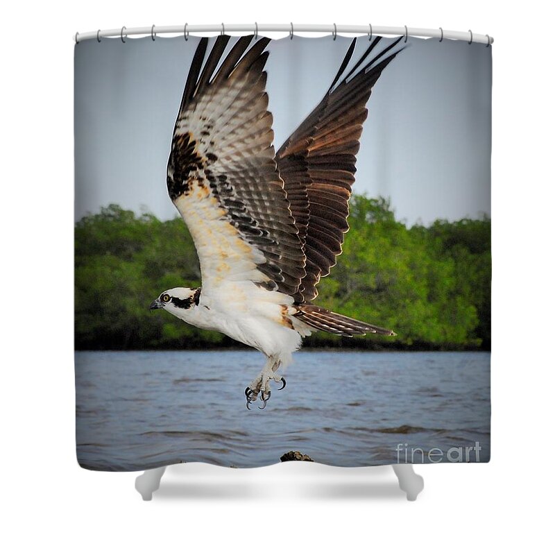 Osprey Shower Curtain featuring the photograph Too the clouds by Quinn Sedam