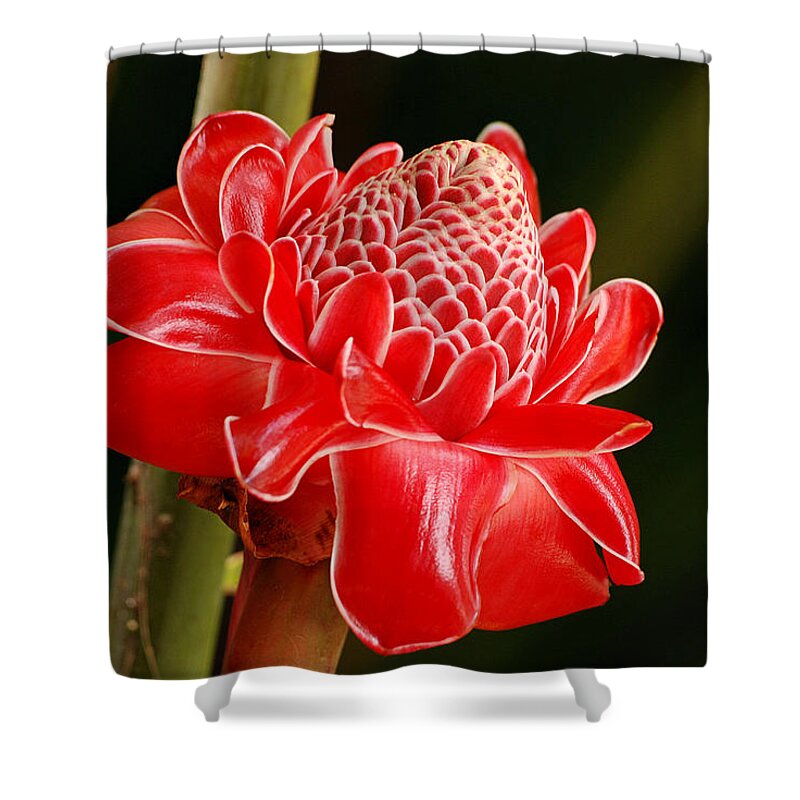 Nature Shower Curtain featuring the photograph Torch Ginger by Lorenzo Cassina