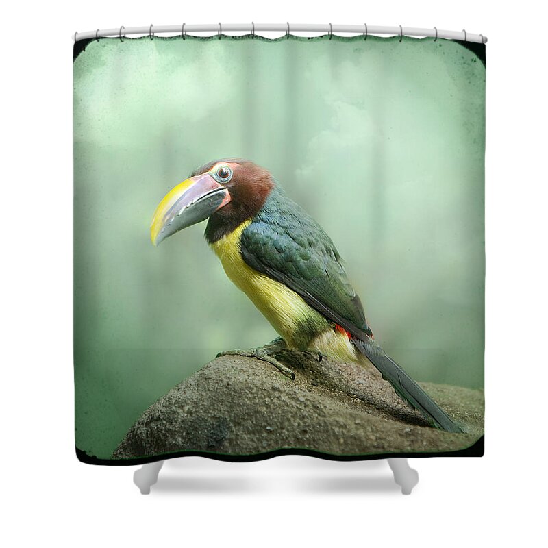 Birds Shower Curtain featuring the photograph Toucan perched on a rock - Exotic Bird by Gary Heller