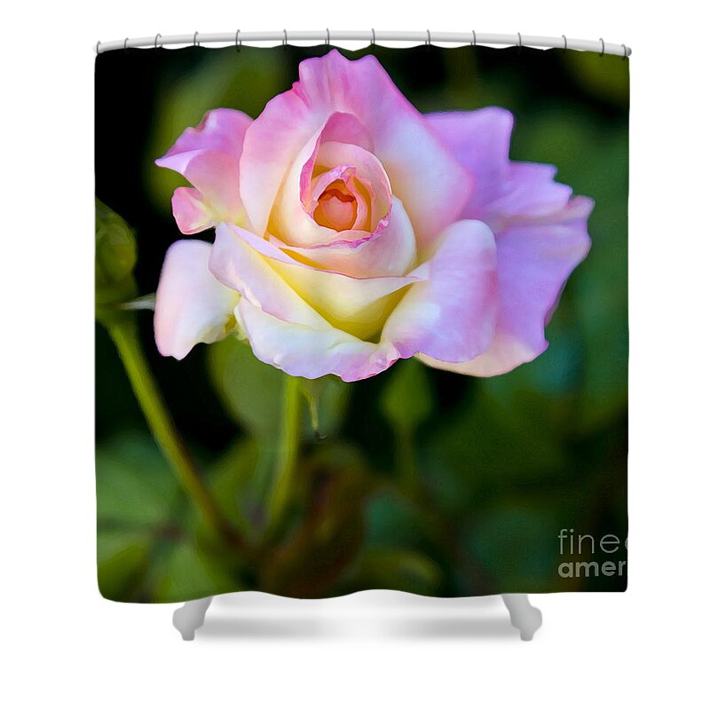 Rose Shower Curtain featuring the photograph Rose-Touch me softly by David Millenheft
