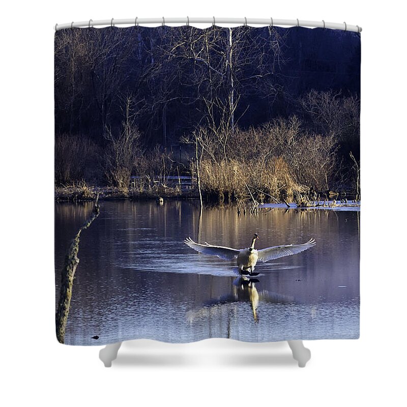 Trumpeter Swan Shower Curtain featuring the photograph Touchdown Trumpeter Swan by Michael Dougherty