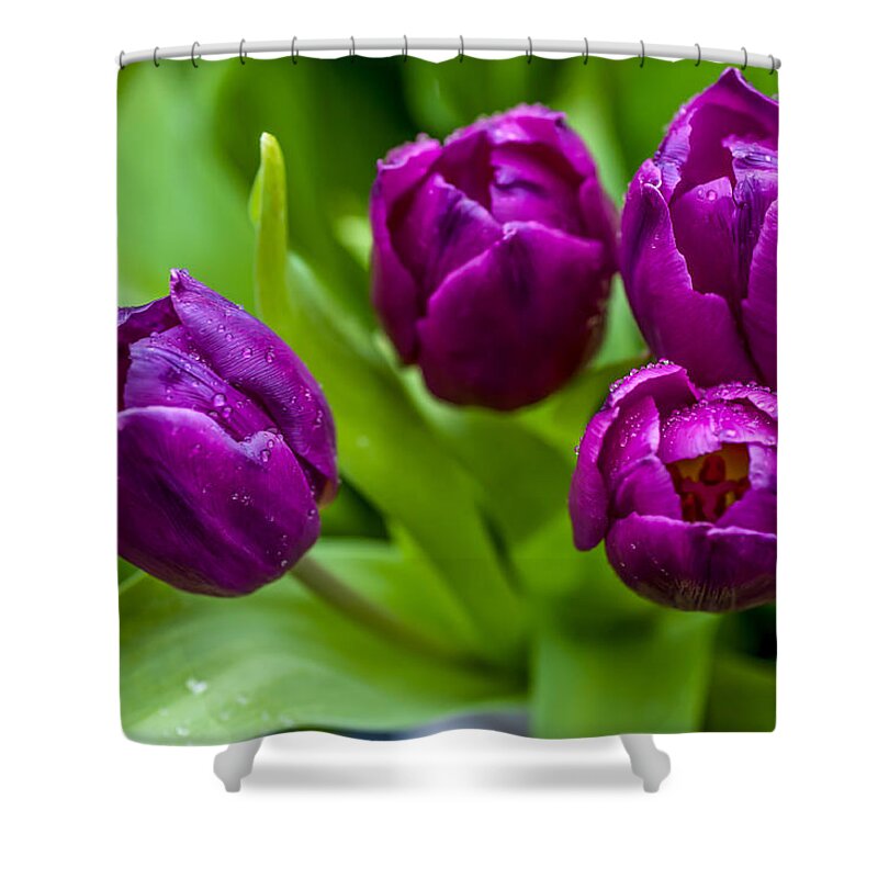 Tulip Shower Curtain featuring the photograph Towards You. Purple Tulips by Jenny Rainbow