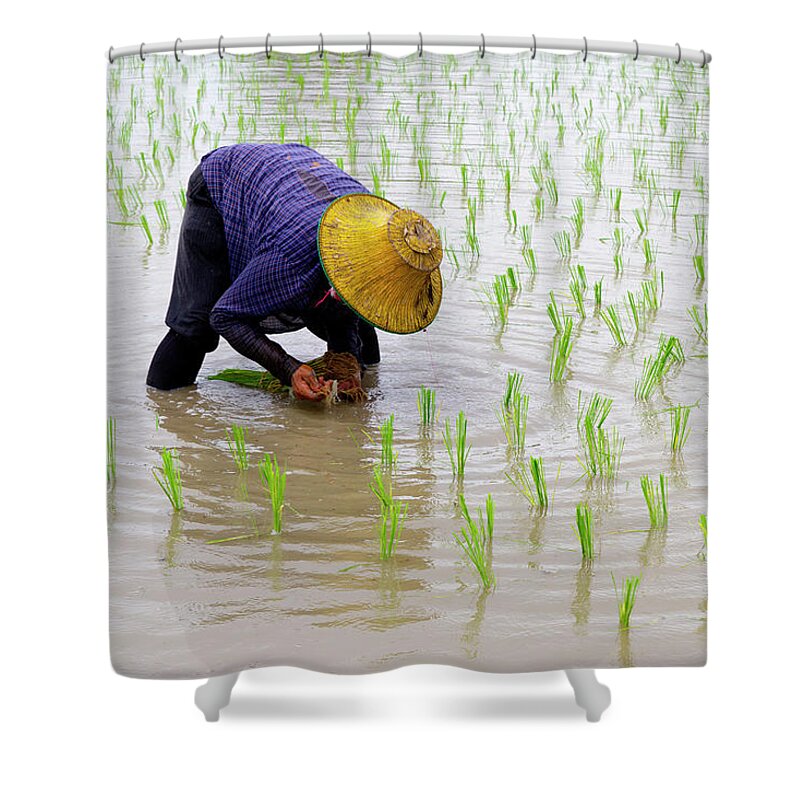 Scenics Shower Curtain featuring the photograph Transplanting Tice, Thailand by Richard Friend