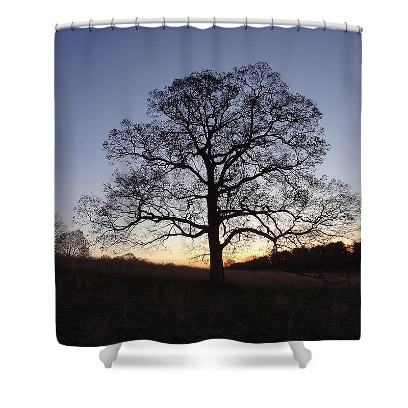 Tree Shower Curtain featuring the photograph Tree at Dawn by Michael Porchik