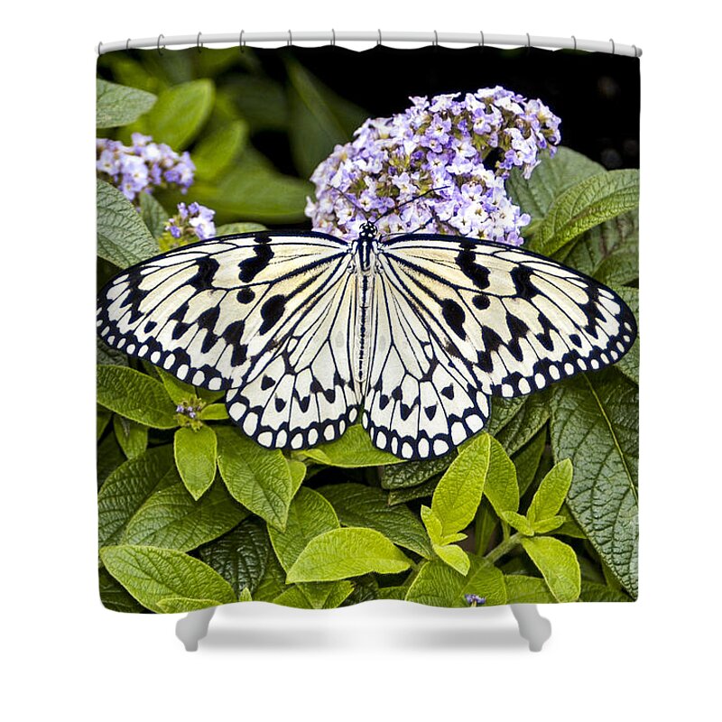 Reiman Gardens Shower Curtain featuring the photograph Reiman Gardens Tree Nymph Butterfly One by Bob Phillips