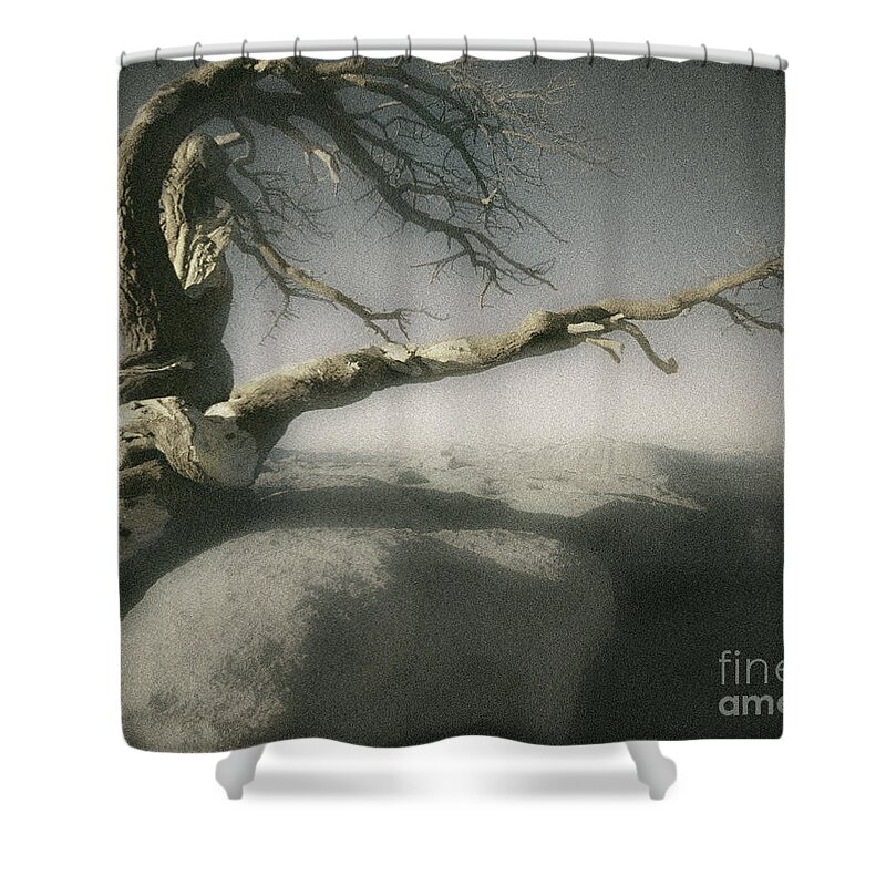 Usa Shower Curtain featuring the photograph Tree of Ages by Edmund Nagele FRPS