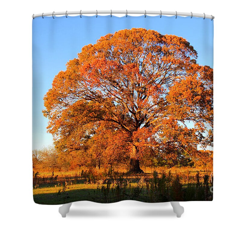 Orange Tree Shower Curtain featuring the photograph Tree of Orange by Kathy White