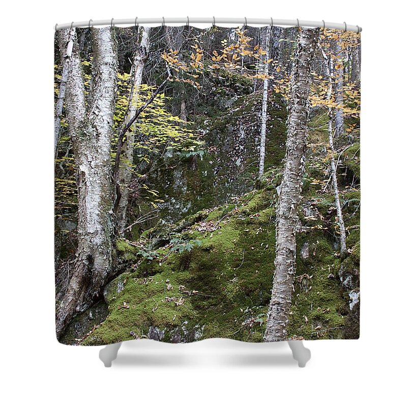 Trees Shower Curtain featuring the photograph Trees and Moss by Jean Macaluso