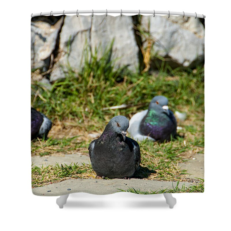 Europe Shower Curtain featuring the photograph Tres Pigeons by Matt Swinden
