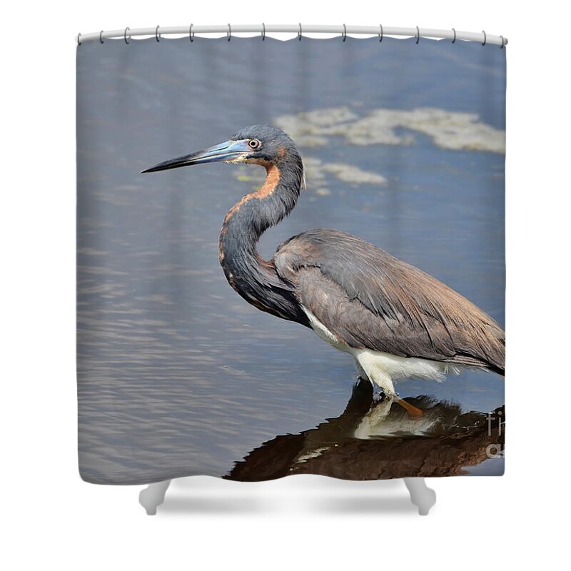 Heron Shower Curtain featuring the photograph Tri Colored Heron by Kathy Baccari