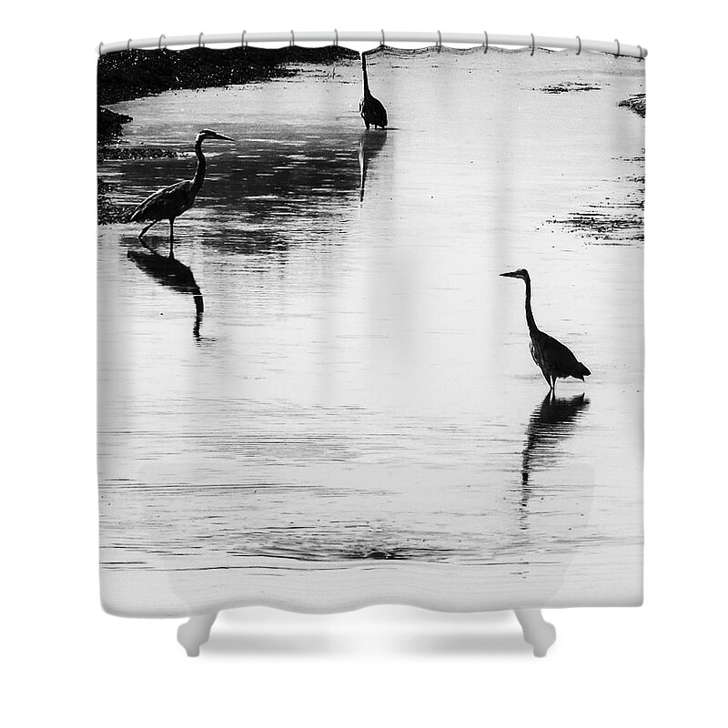 Great Blue Heron Shower Curtain featuring the photograph Trilogy - Black and White by Belinda Greb