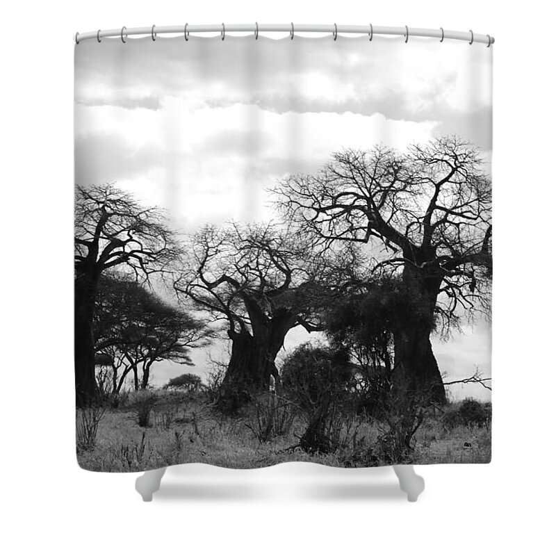 Mysterious Shower Curtain featuring the photograph Trio of Baobabs Kenya by Tom Wurl