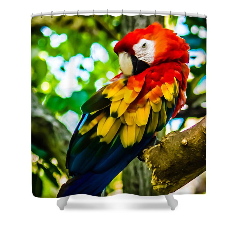 Tropical Shower Curtain featuring the photograph Tropical Bird by Sara Frank