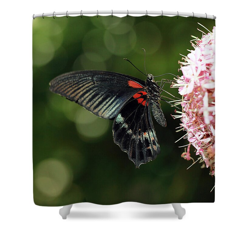 Butterfly Shower Curtain featuring the photograph Tropical Butterfly by Grant Glendinning