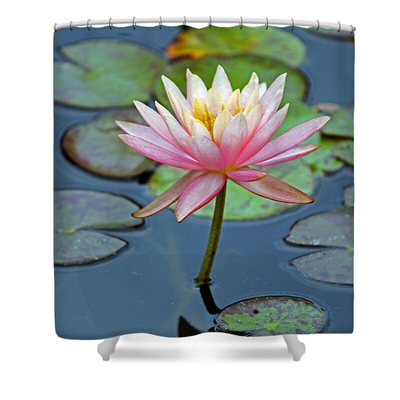 Flower Shower Curtain featuring the photograph Tropical Pink Lily by Cynthia Guinn