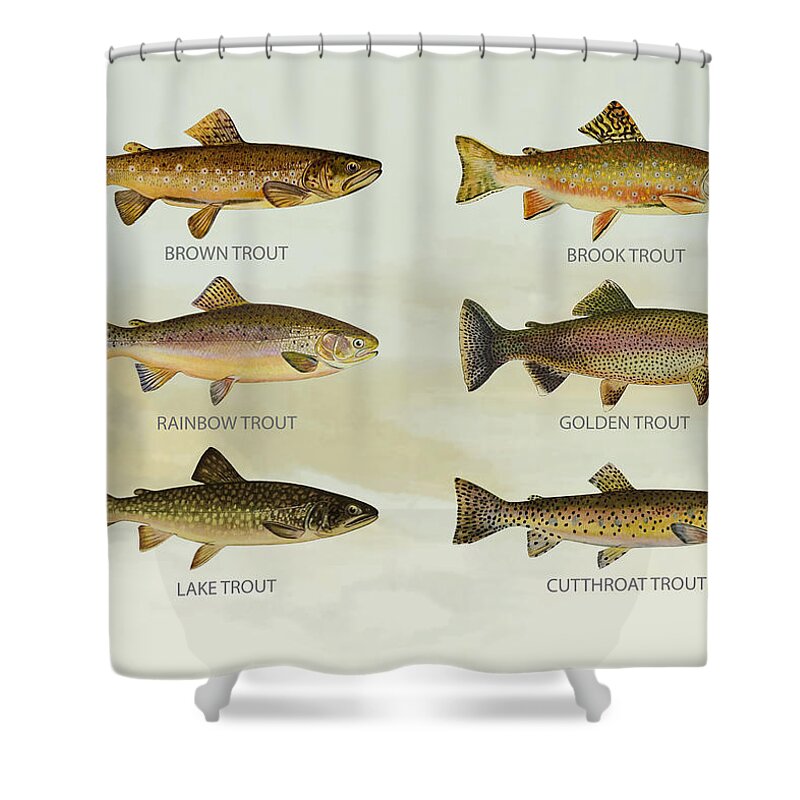 Lake Trout Shower Curtain featuring the digital art Trout Species by Aged Pixel