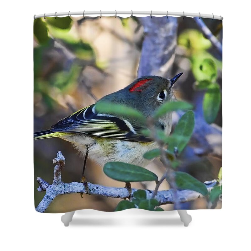 Male Shower Curtain featuring the photograph True Redhead by Gary Holmes