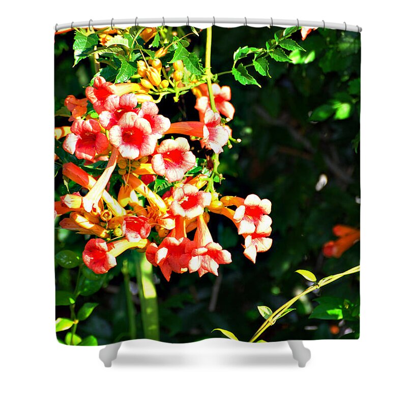 Botanical Shower Curtain featuring the photograph Trumpet Vine by Linda Cox