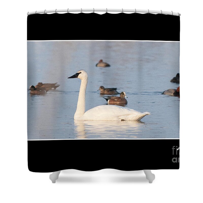 Swan Shower Curtain featuring the photograph Trumpeter Swan by Bon and Jim Fillpot