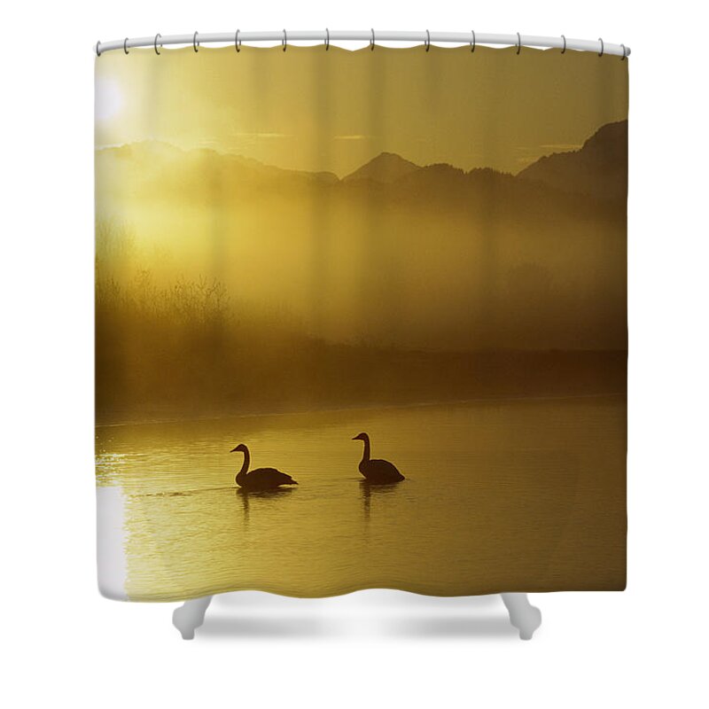 00161030 Shower Curtain featuring the photograph Trumpeter Swan Pair at Sunset by Michael Quinton