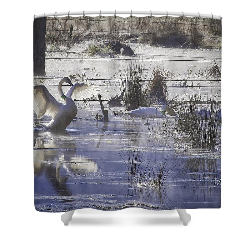 Trumpeter Swans Shower Curtain featuring the photograph Trumpeter Swans on Winter Pond by Michael Dougherty