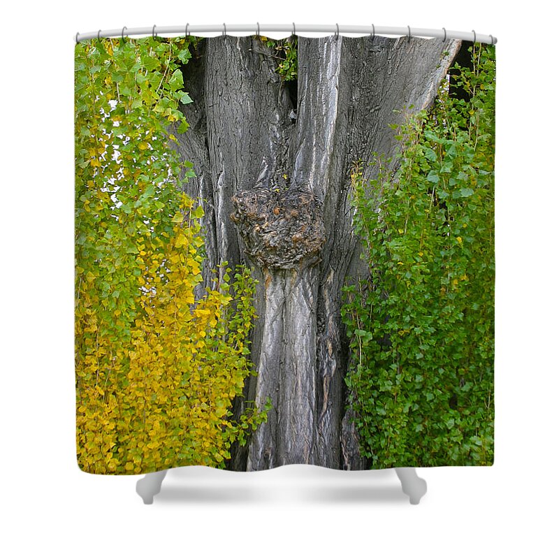 Tree Shower Curtain featuring the photograph Trunk lines by Jenny Setchell