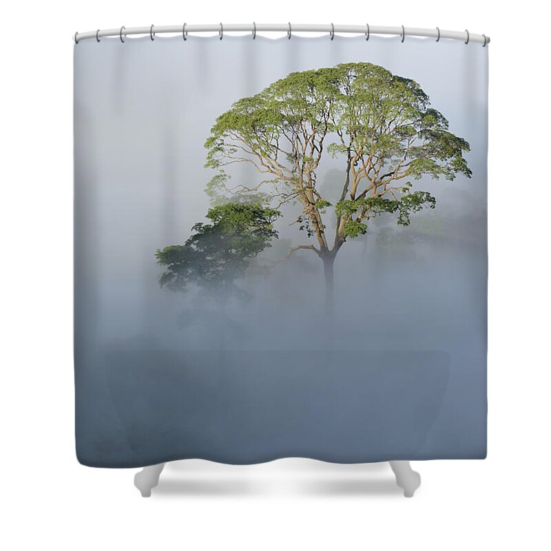 Ch'ien Lee Shower Curtain featuring the photograph Tualang Tree Above Rainforest Mist by Ch'ien Lee