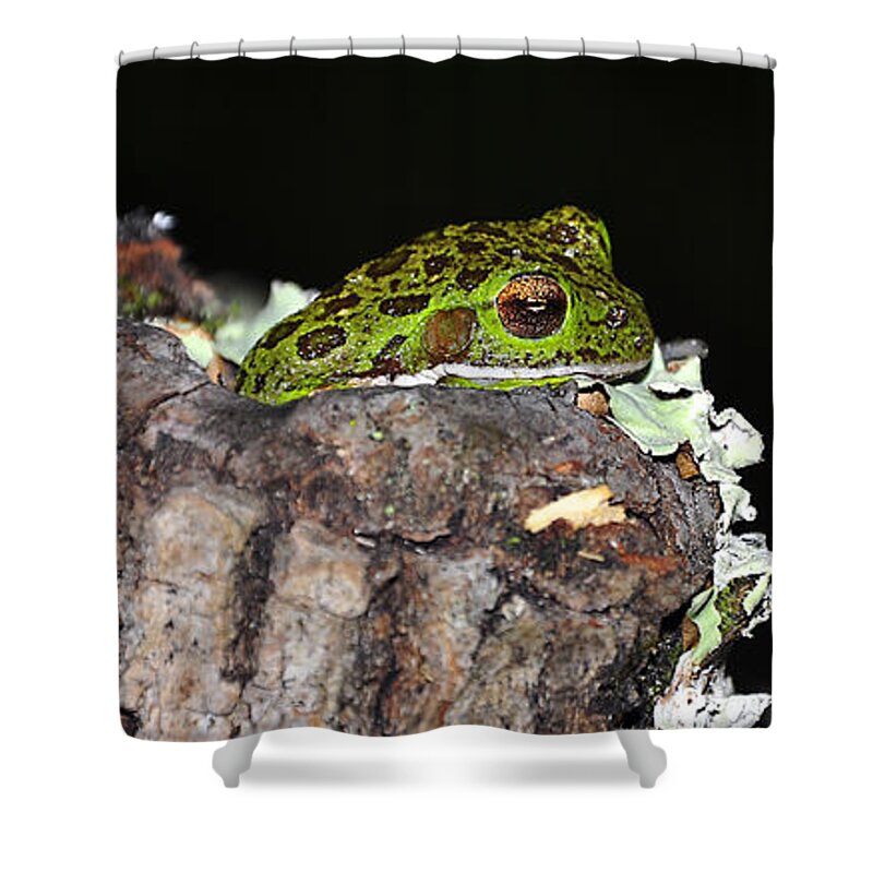 Barking Tree Frog Shower Curtain featuring the photograph Tuckered Tree Frog by Al Powell Photography USA