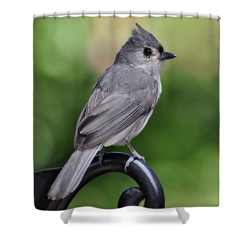 Birds Shower Curtain featuring the photograph Tufted Titmouse by Kathy Baccari