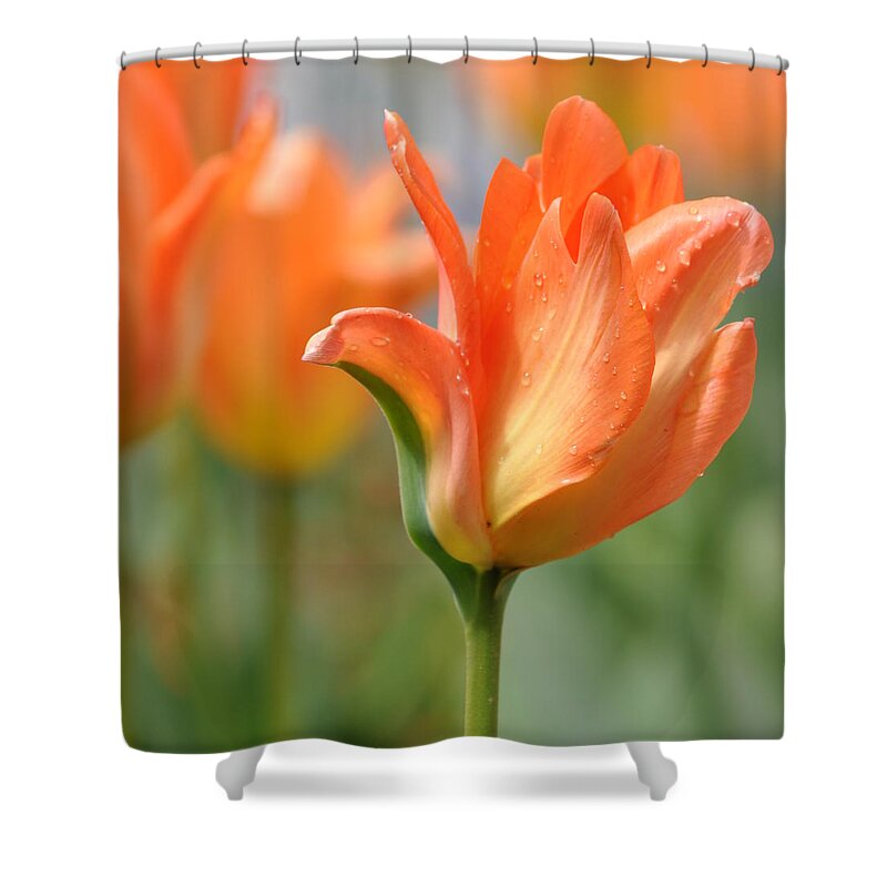 Orange Color Shower Curtain featuring the photograph Tulip After Gentle Rain by Déco'style Balexia87