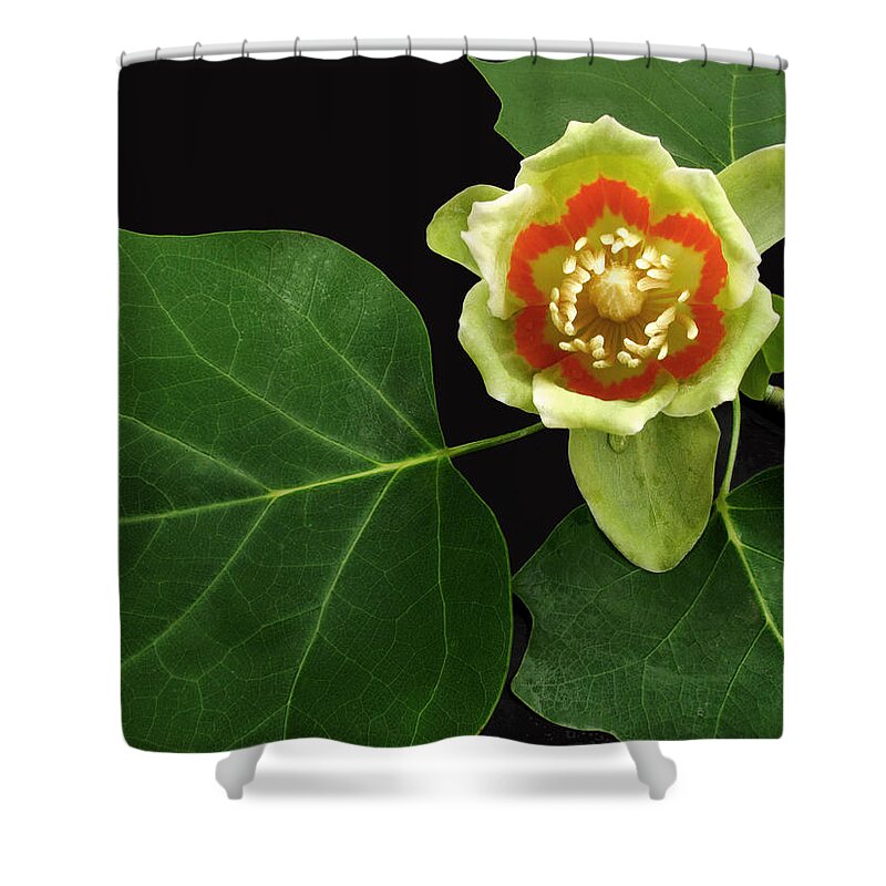 Tulip Flower Shower Curtain featuring the photograph Tulip Bloom by Don Spenner