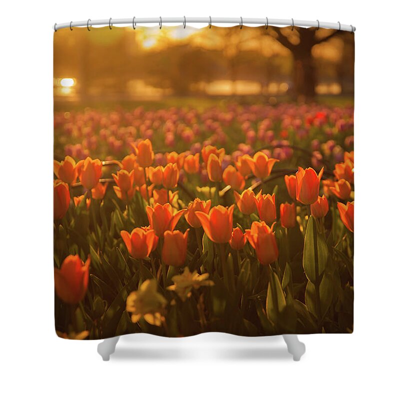 Outdoors Shower Curtain featuring the photograph Tulip Festival In Ottawa by Alexandre Deslongchamps