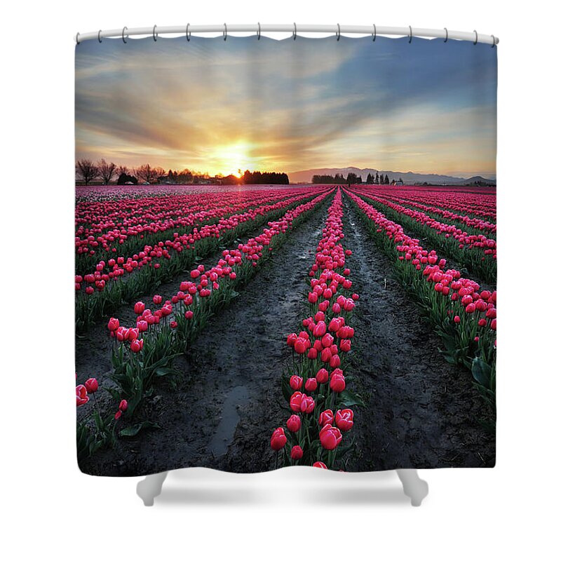 Scenics Shower Curtain featuring the photograph Tulip Field At Dawn by Piriya Photography