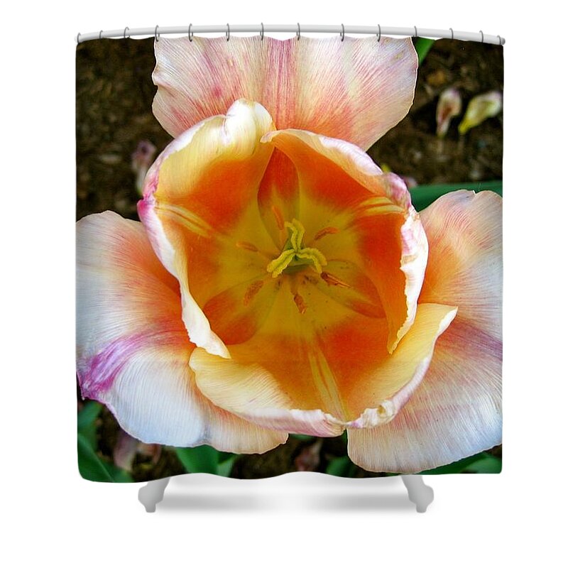 Tulip Shower Curtain featuring the photograph Tulip in Bloom by Ydania Ogando