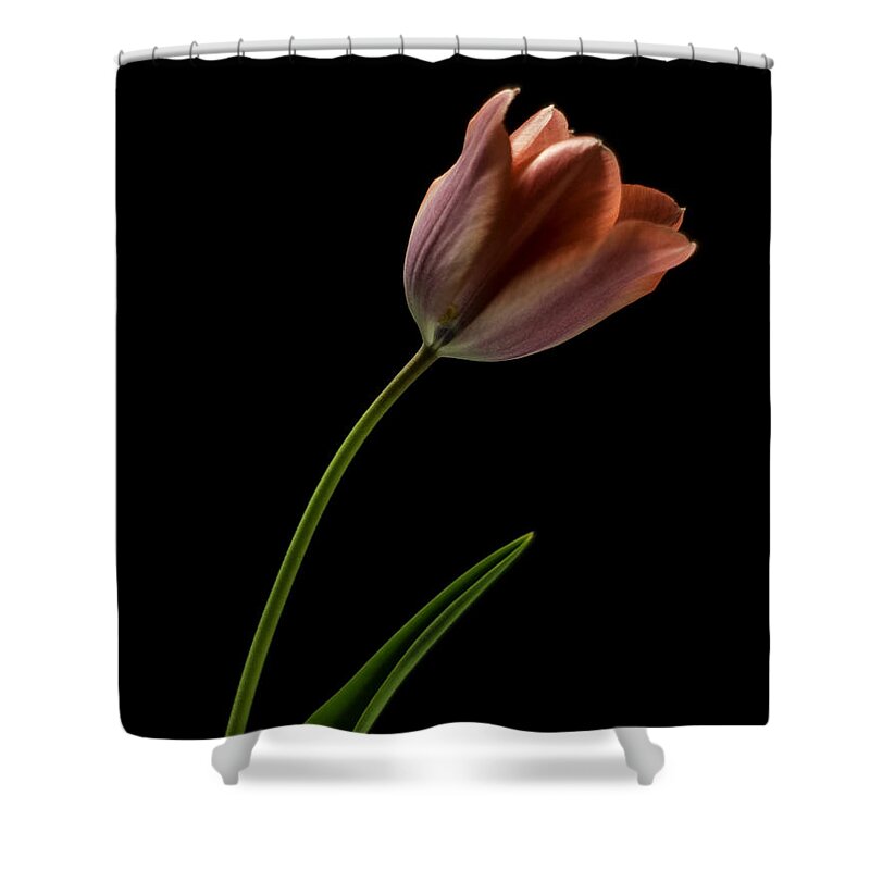 Still Life Shower Curtain featuring the photograph Tulip in quiet Light by Ron Roberts